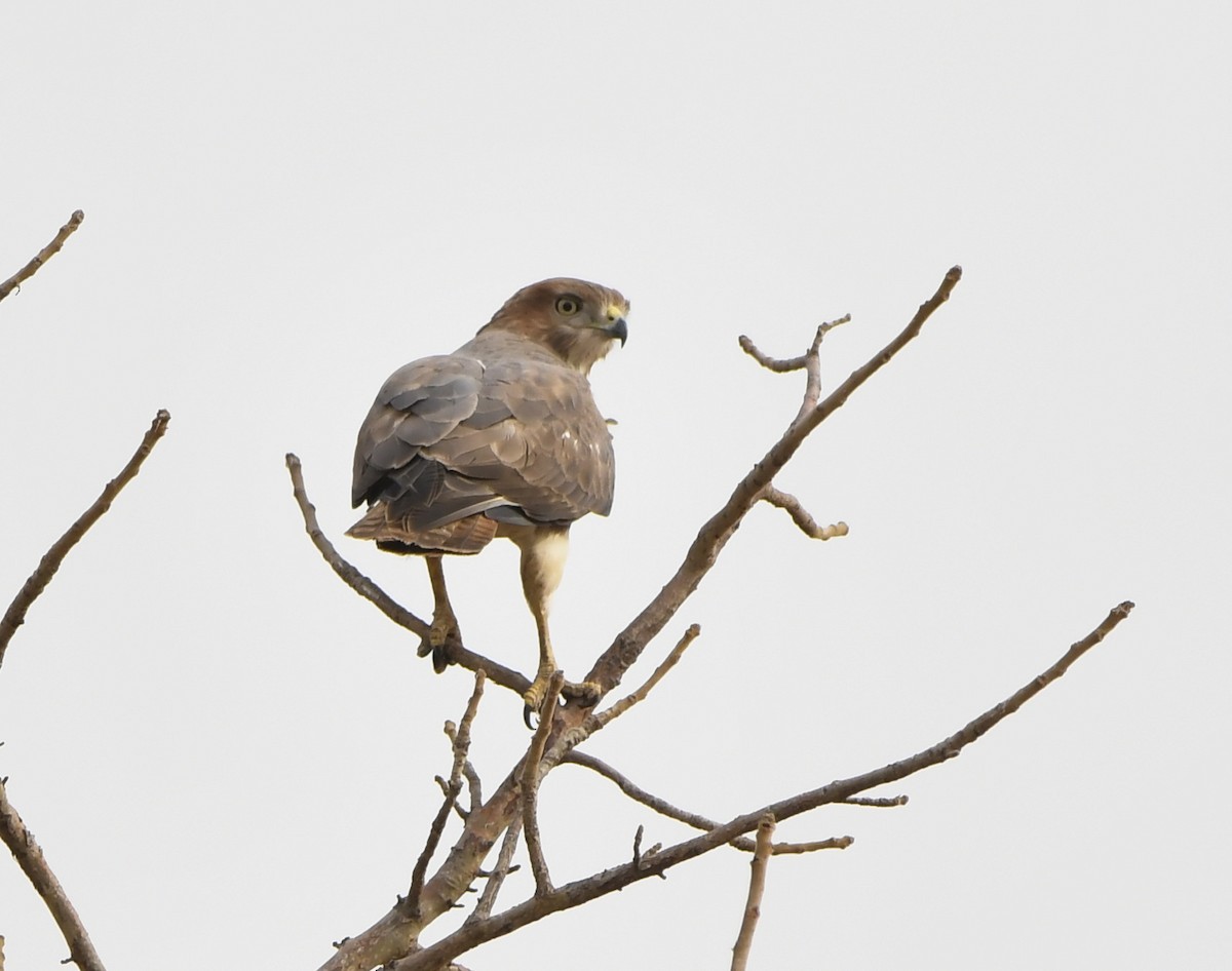 Red-necked Buzzard - ML646801388