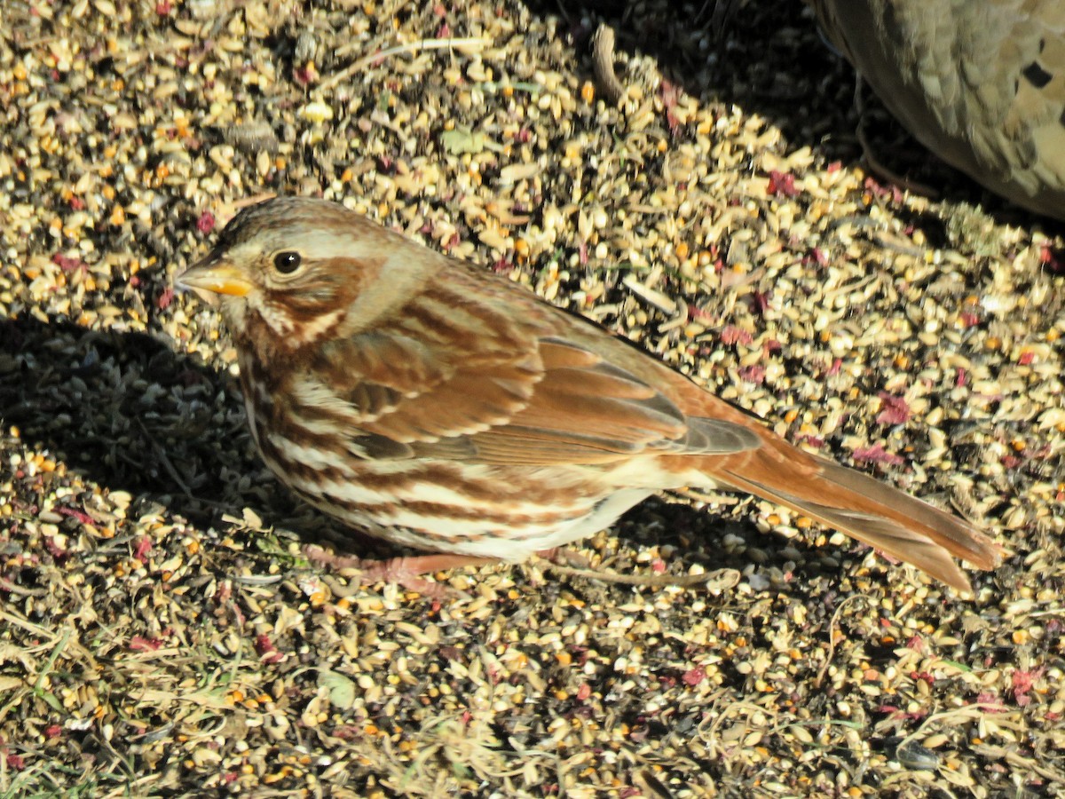 Fox Sparrow - ML646801389