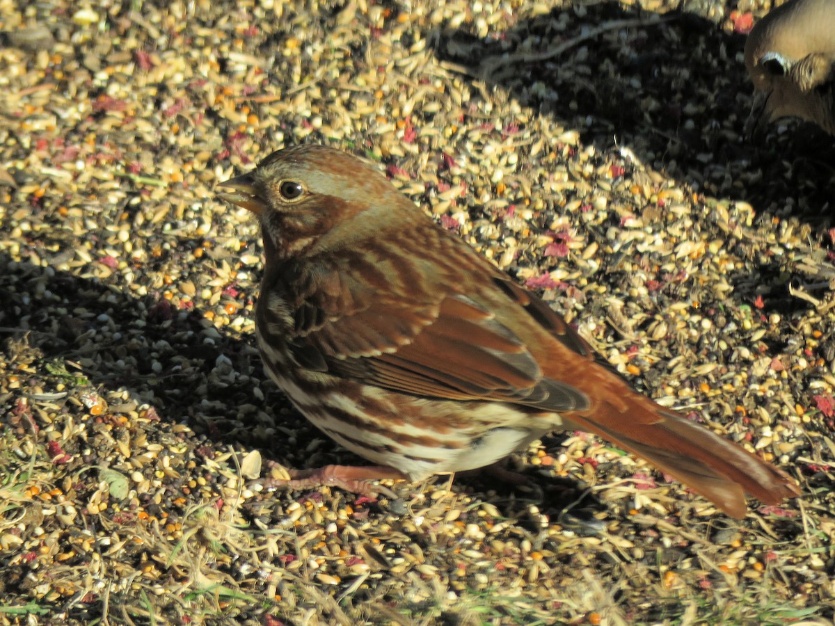 Fox Sparrow - ML646801390