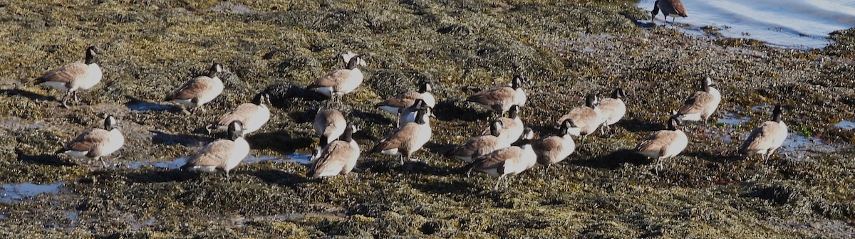 Canada Goose - ML646801394