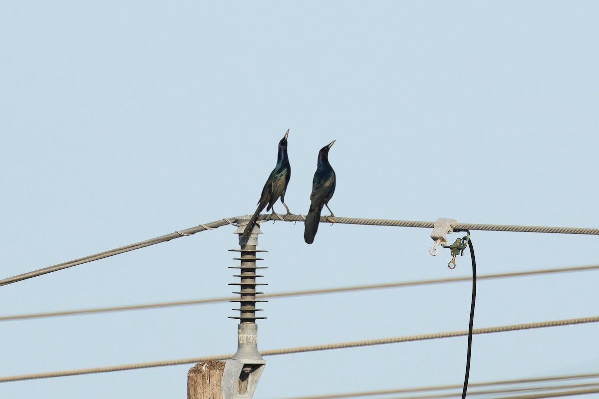 båtstjerttrupial - ML646801397