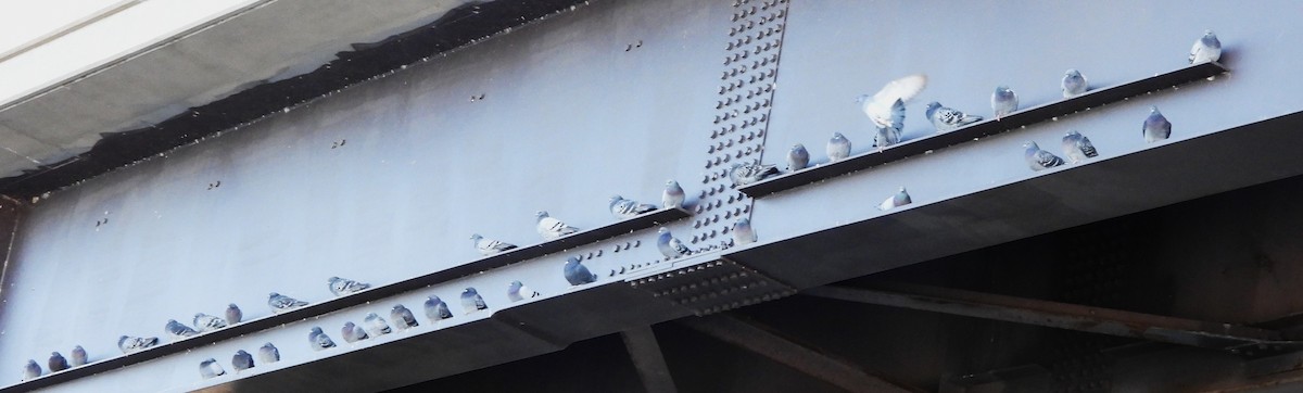 Rock Pigeon (Feral Pigeon) - ML646801400