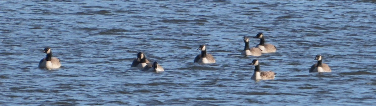 Canada Goose - ML646801402