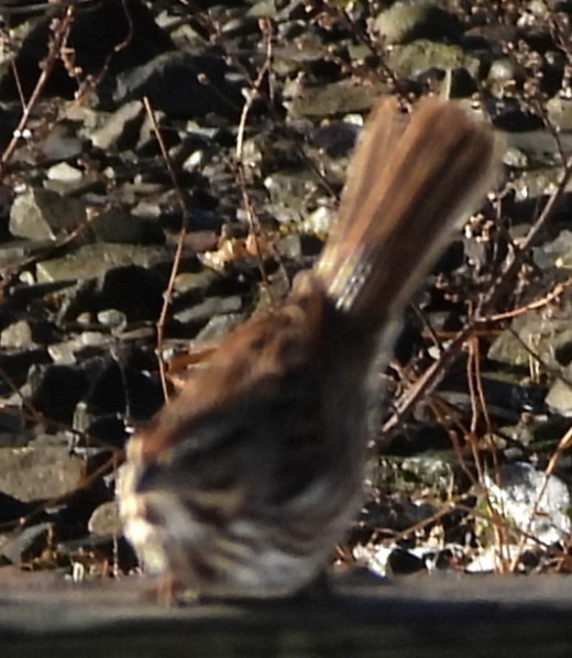 Song Sparrow - ML646801403