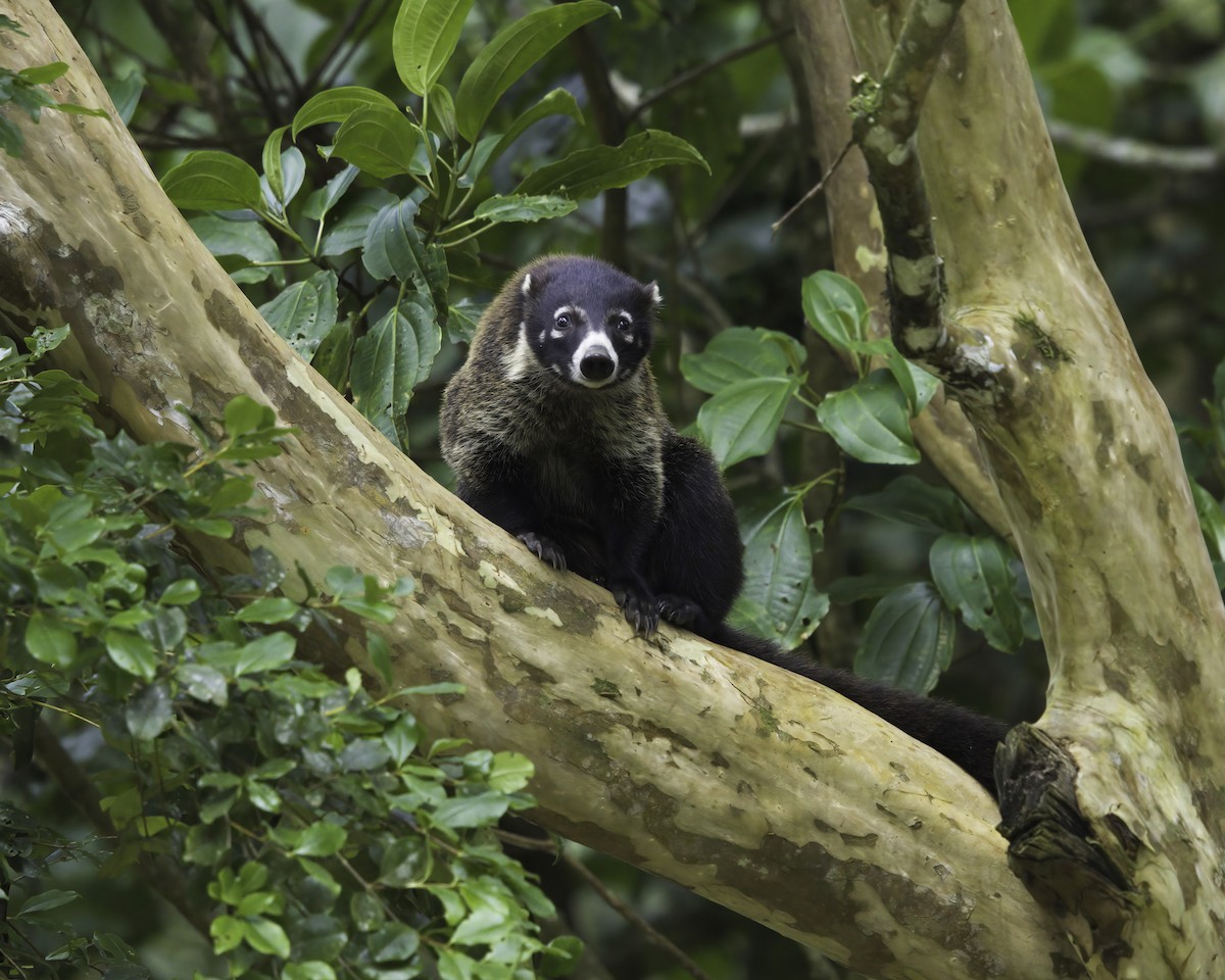 White-nosed Coati - ML646801404