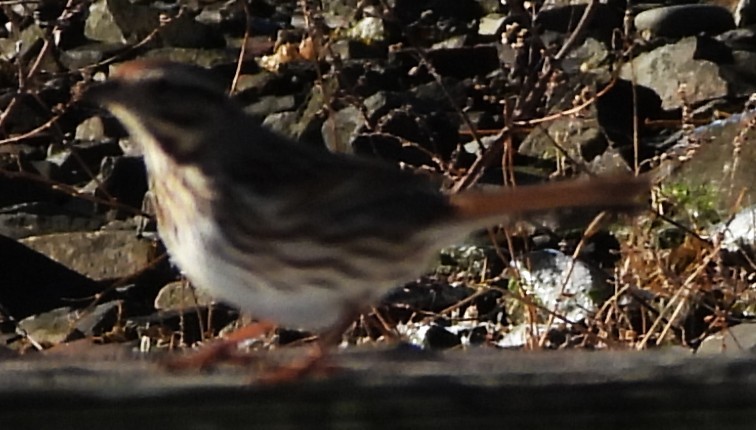 Song Sparrow - ML646801406