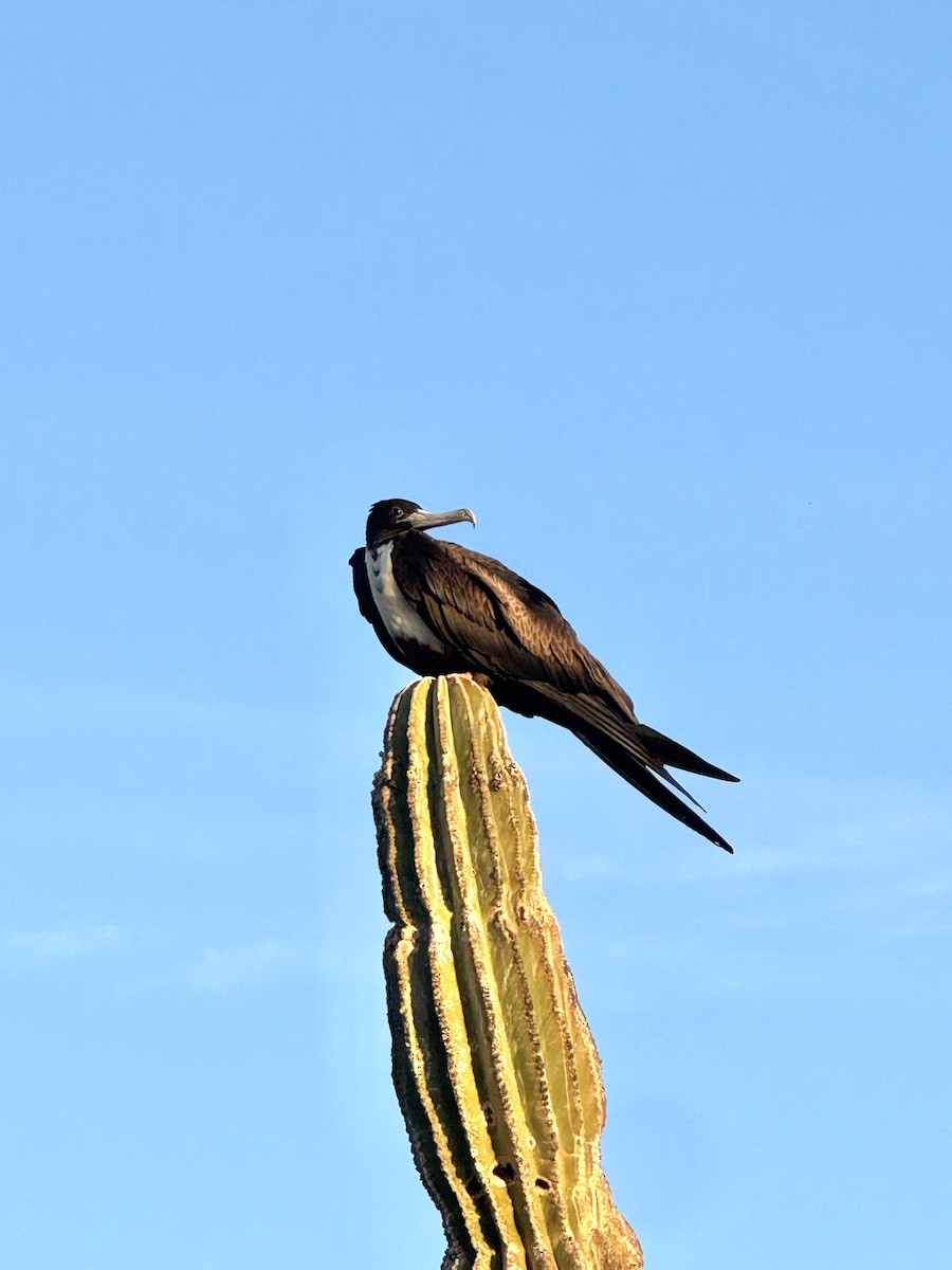 Magnificent Frigatebird - ML646801413