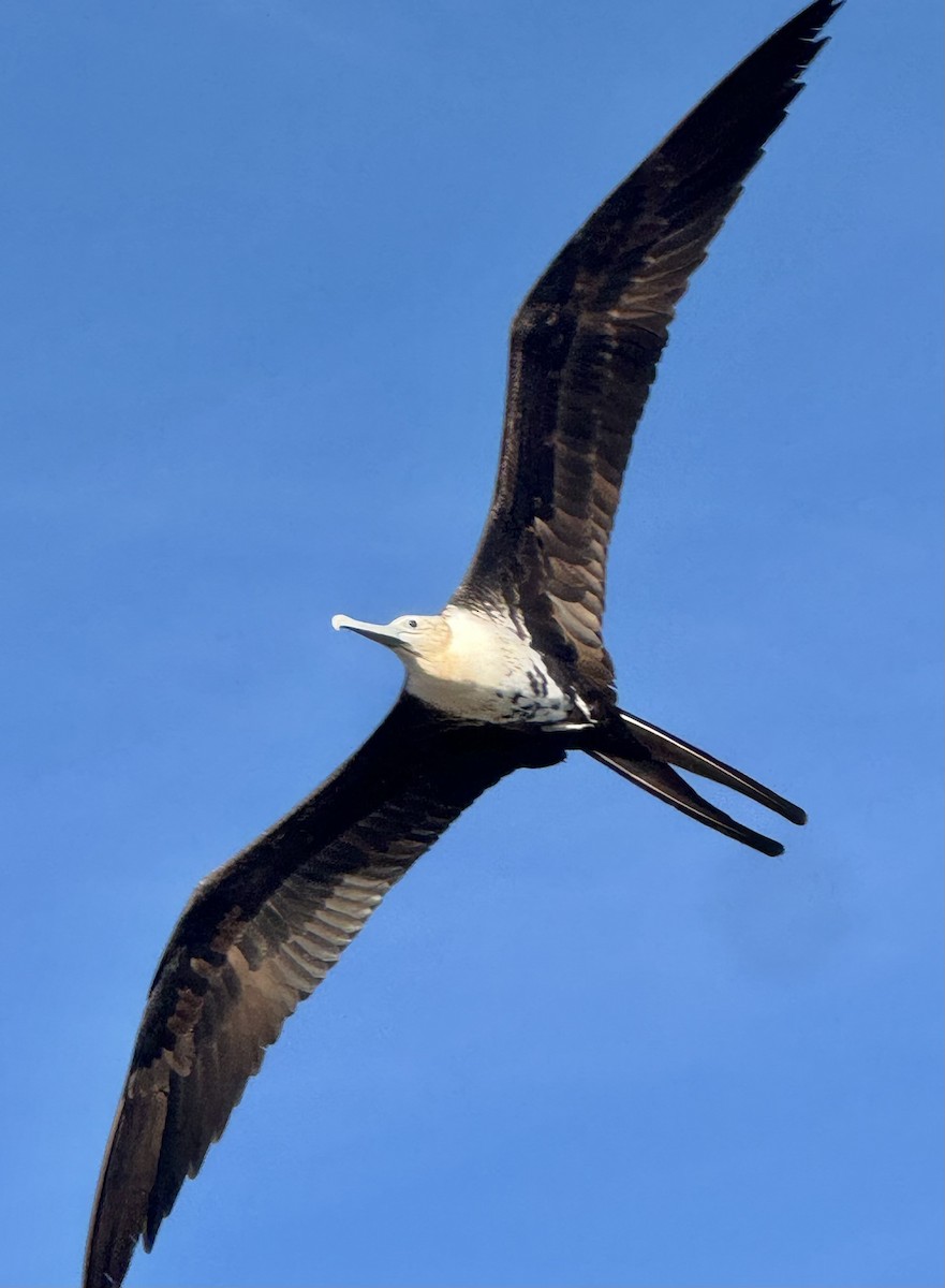 Magnificent Frigatebird - ML646801414