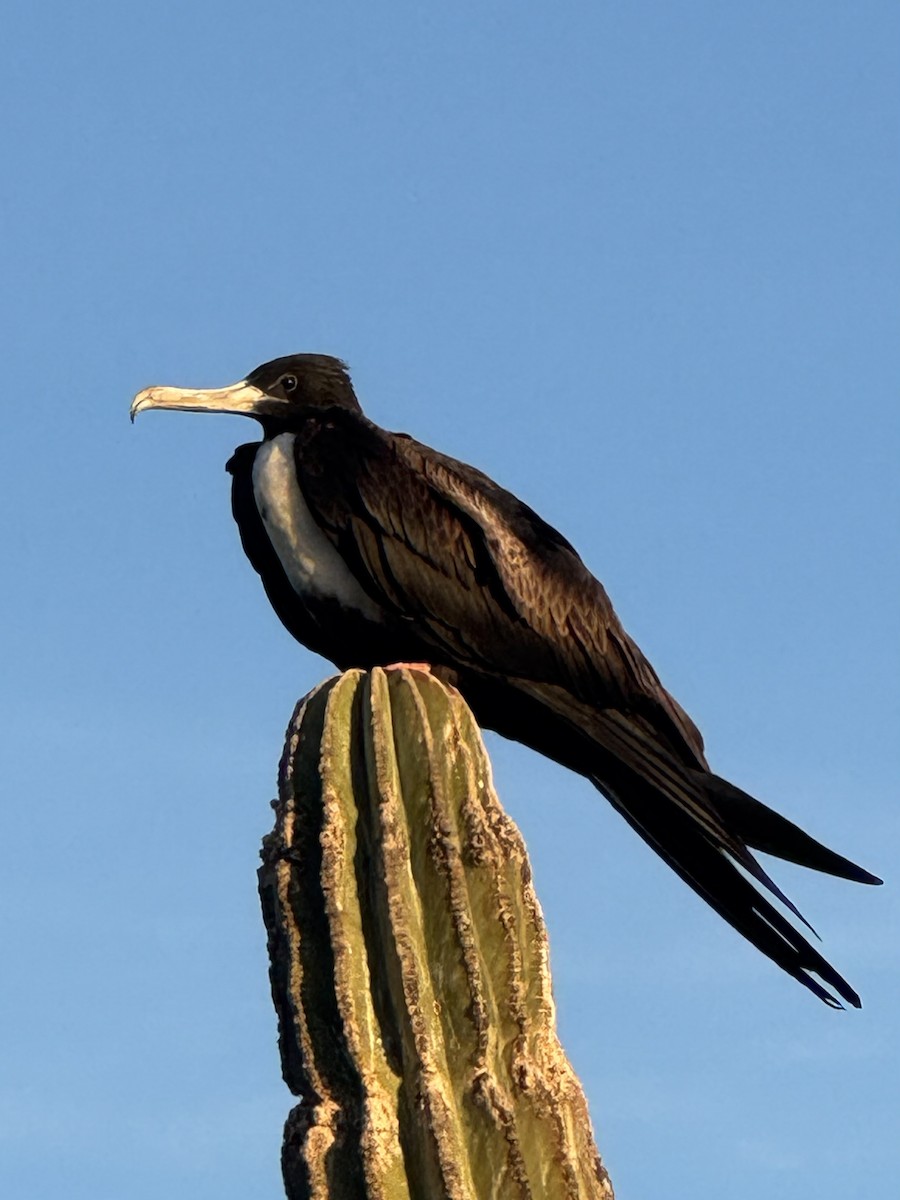Magnificent Frigatebird - ML646801415