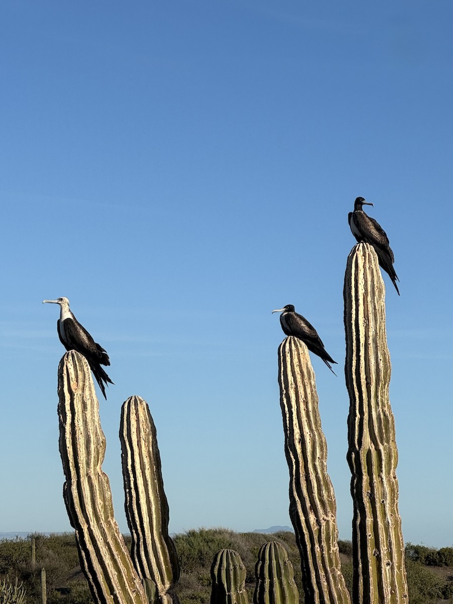 Magnificent Frigatebird - ML646801416