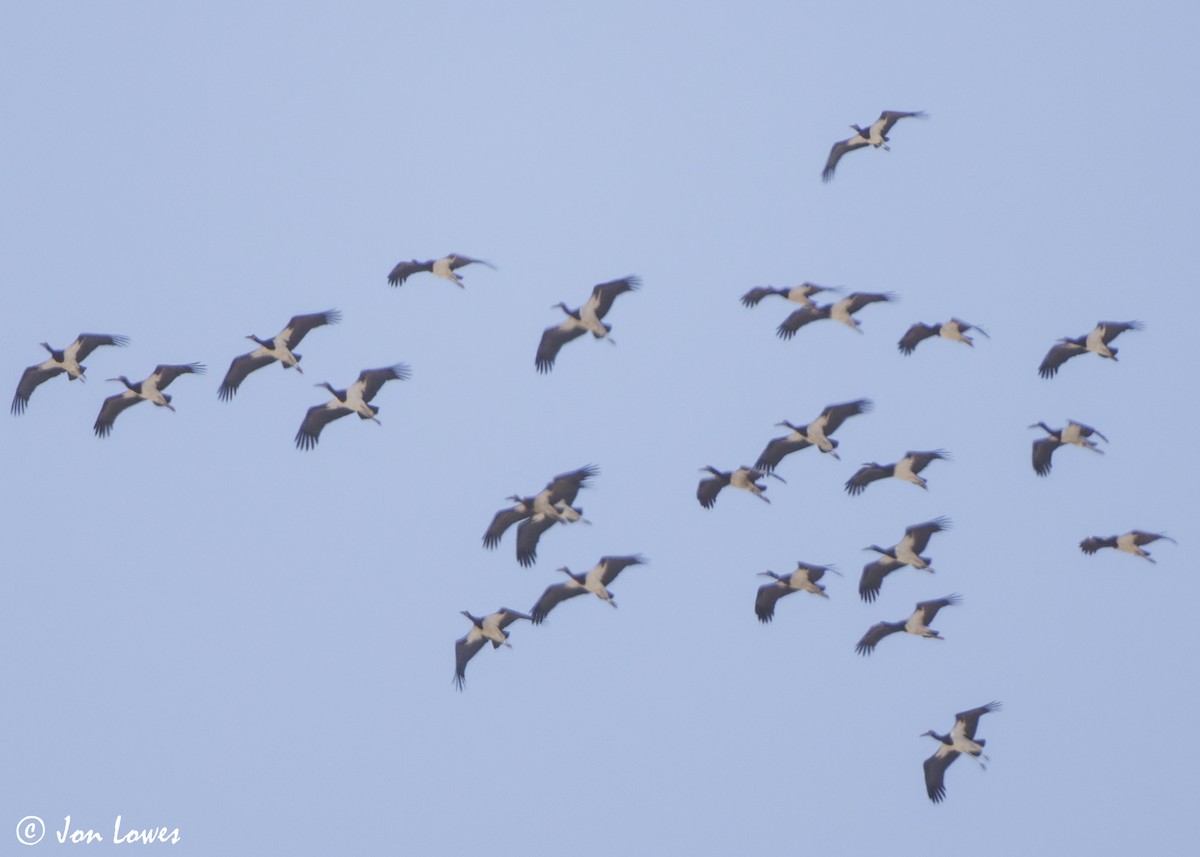 Abdim's Stork - ML646801417