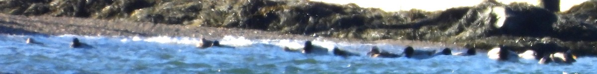 Mallard - ML646801418