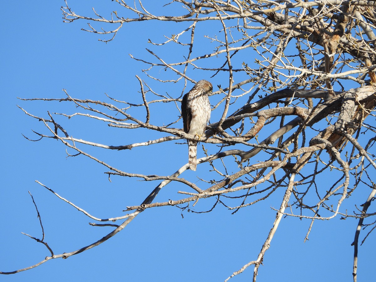 Яструб чорноголовий - ML646801419