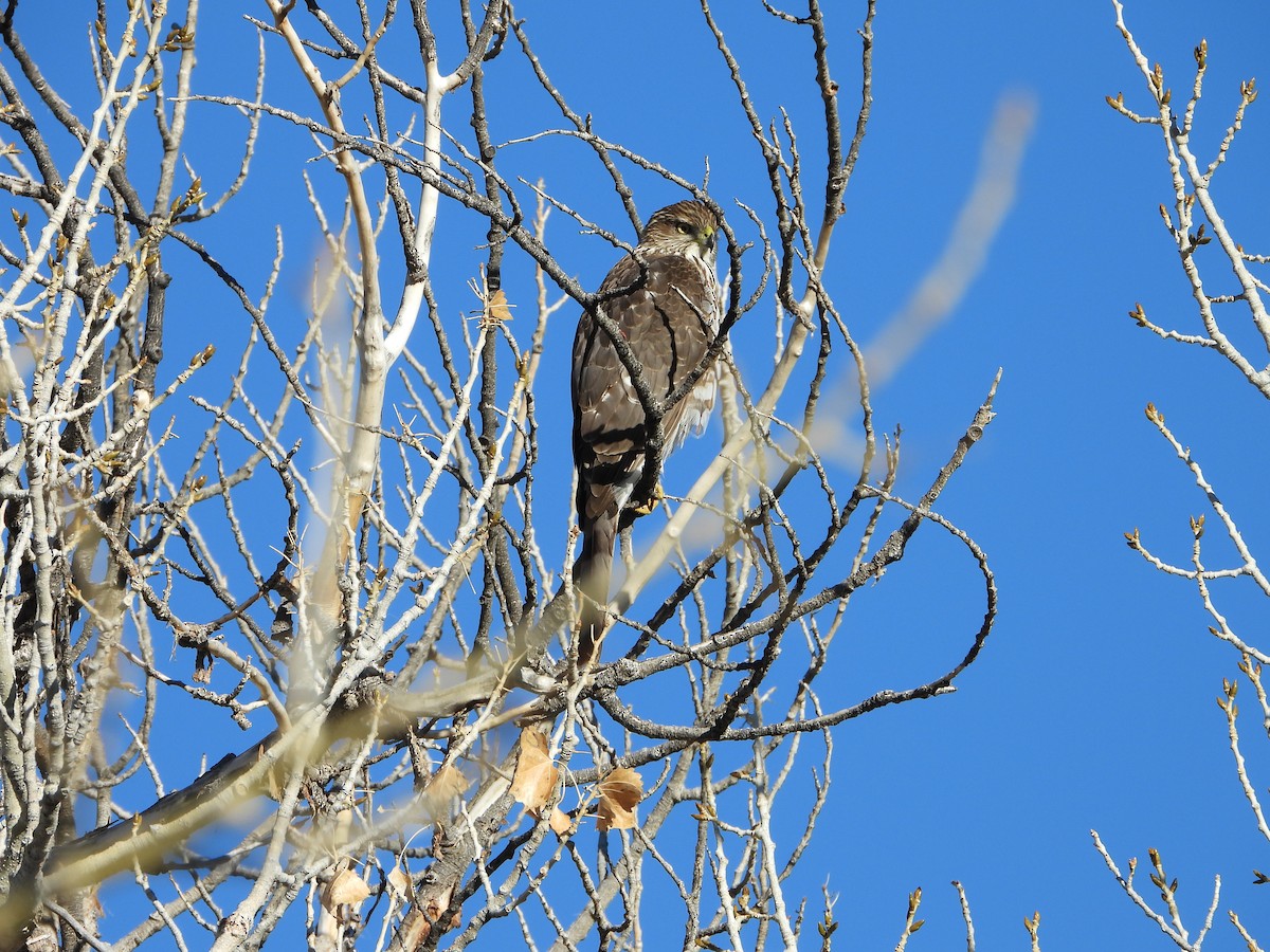 Яструб чорноголовий - ML646801420