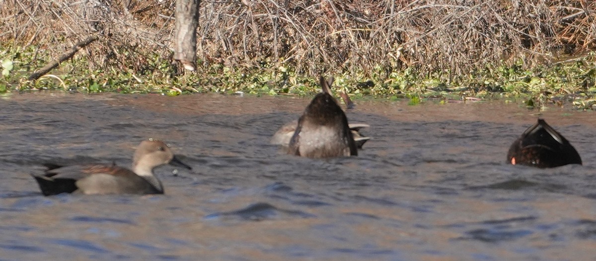 Gadwall - ML646801421