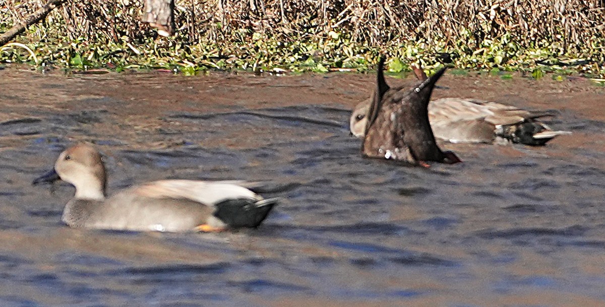 Gadwall - ML646801422