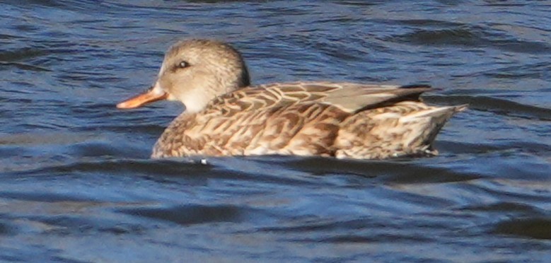 Gadwall - ML646801423