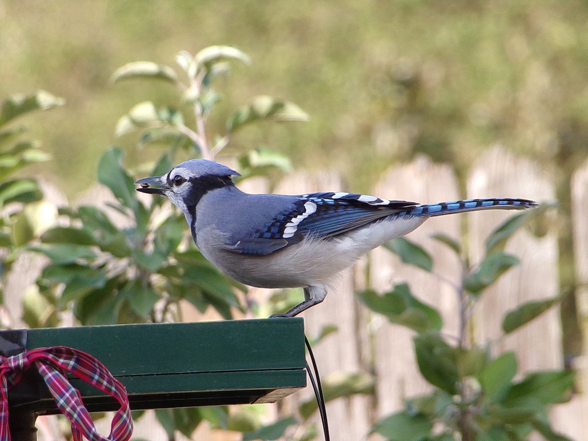Blue Jay - ML646801424