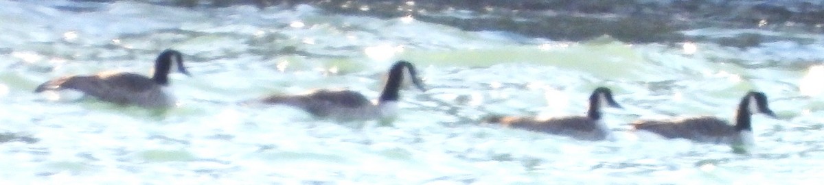 Canada Goose - ML646801427