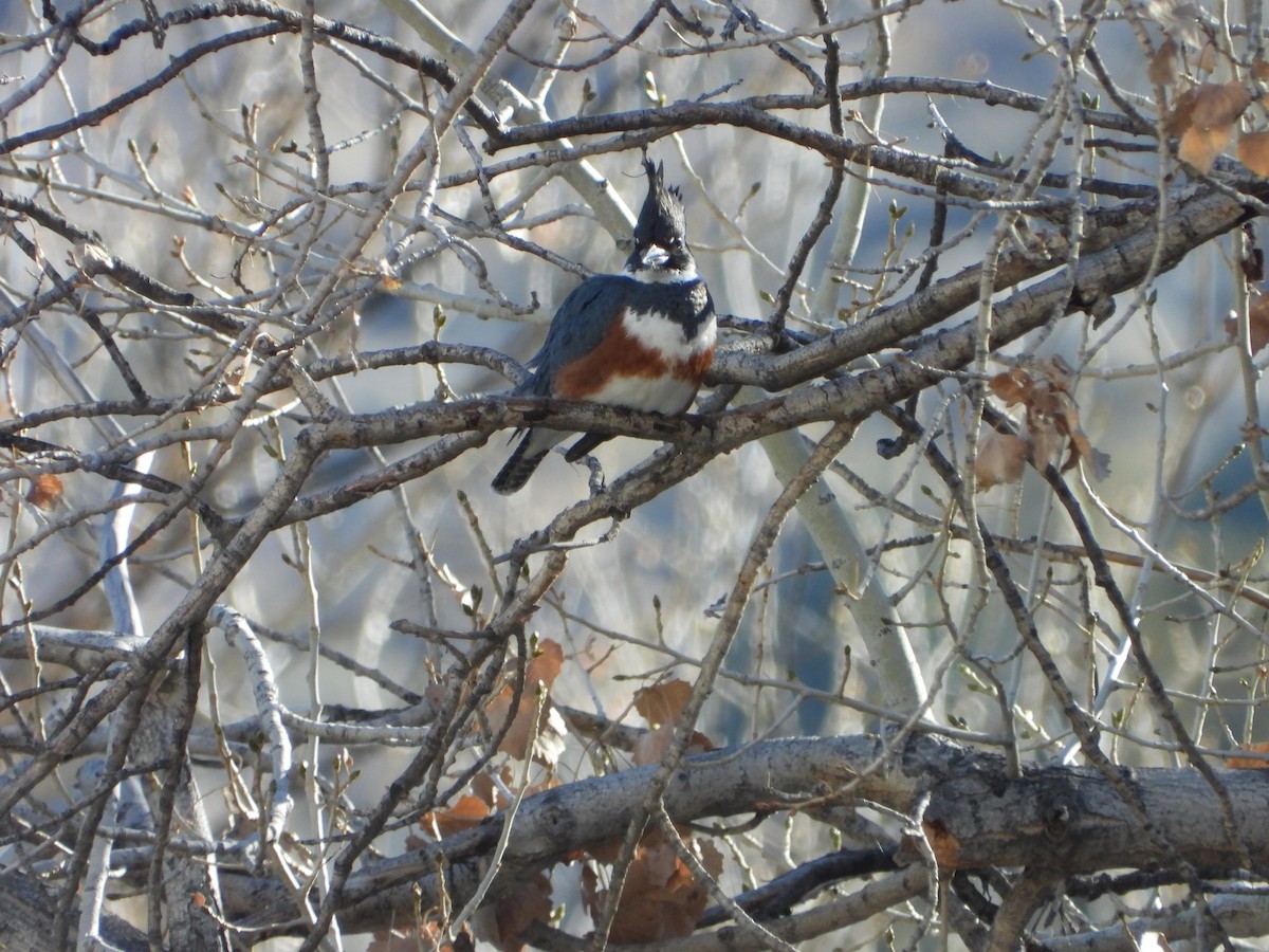 Рибалочка-чубань північний - ML646801429