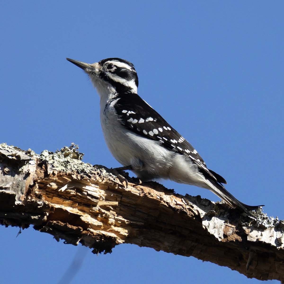 Pic chevelu - ML646801430