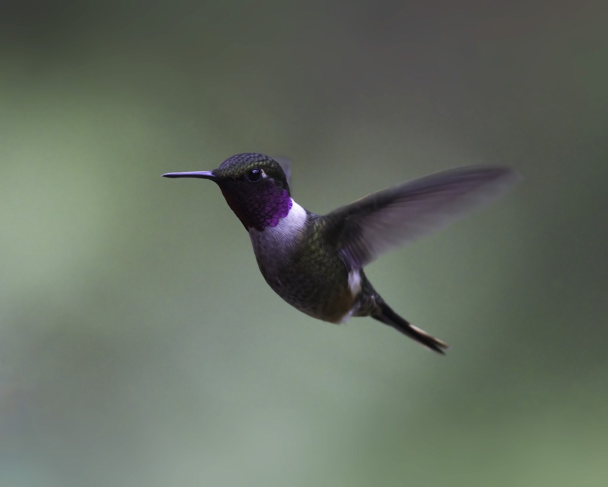 Magenta-throated Woodstar - ML646801432