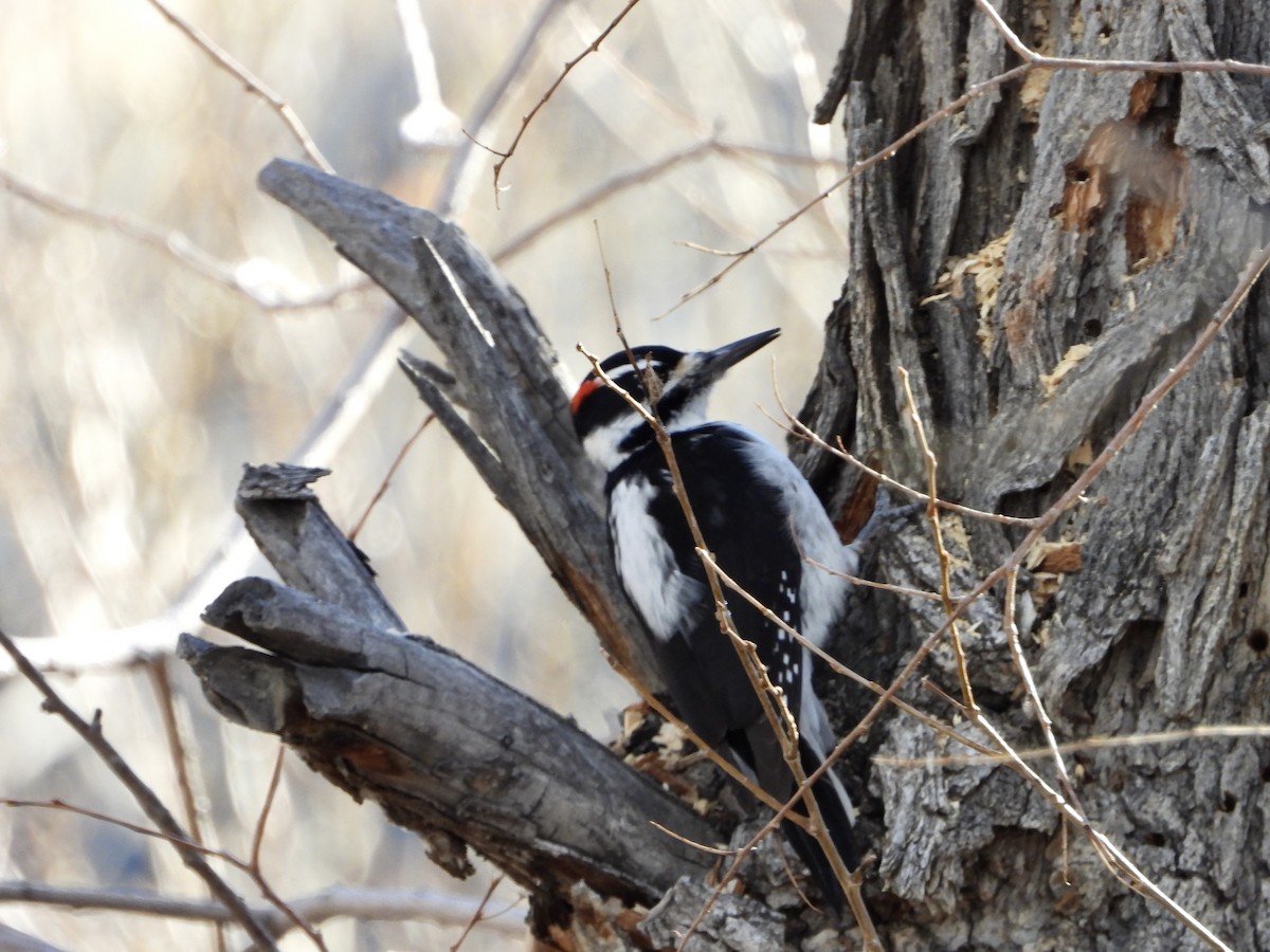 Дятел волохатий - ML646801433