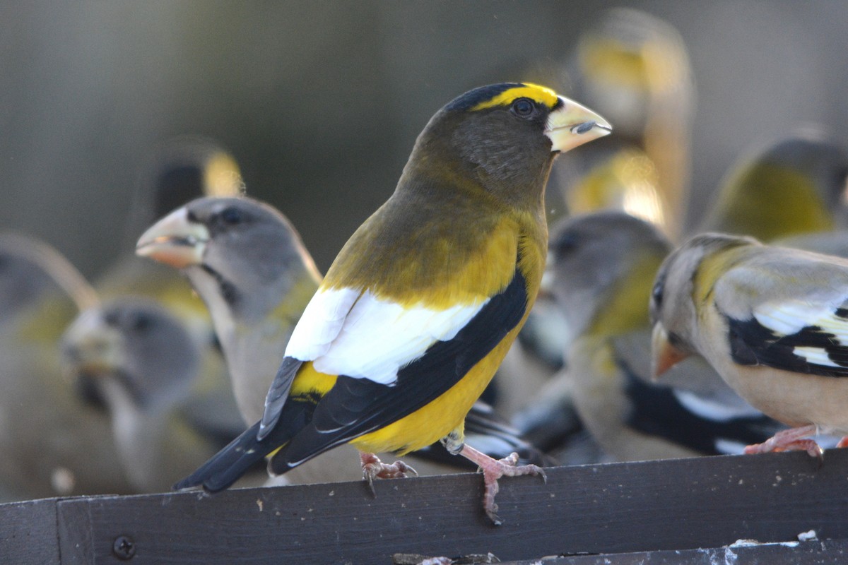 Evening Grosbeak - ML646801434