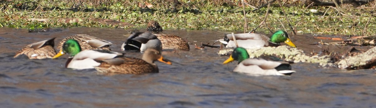 Mallard - ML646801435