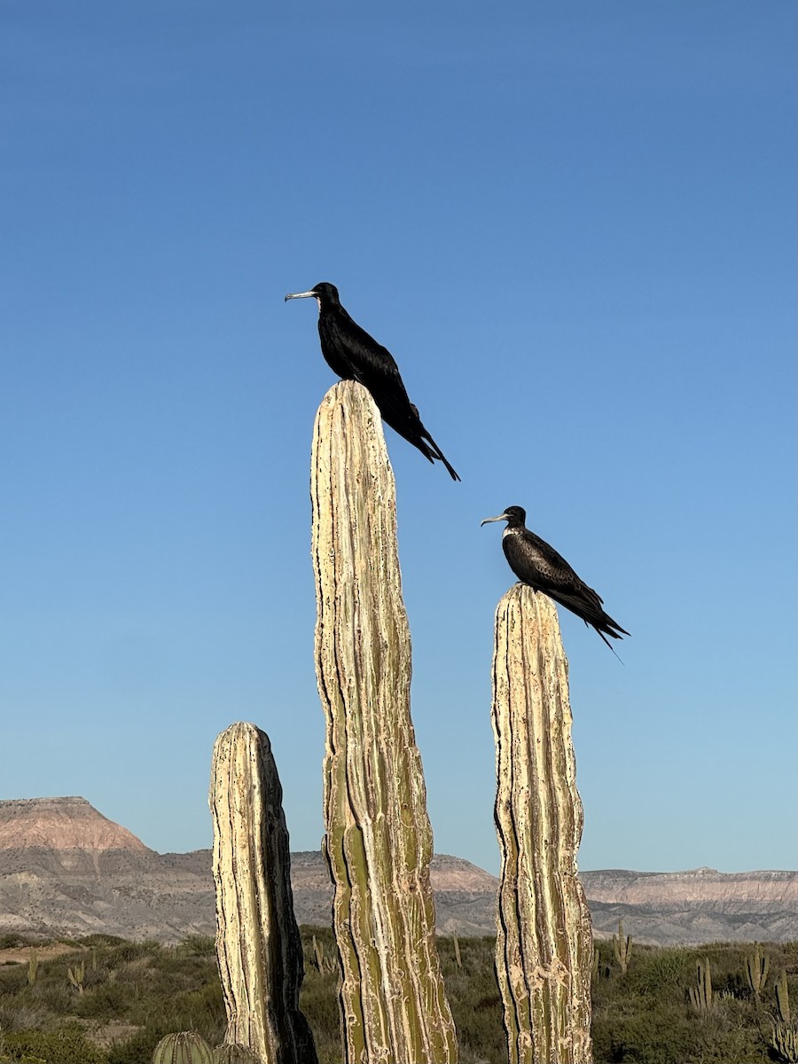 Magnificent Frigatebird - ML646801436