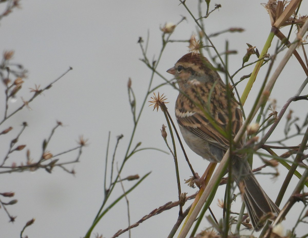 Chipping Sparrow - ML646801437