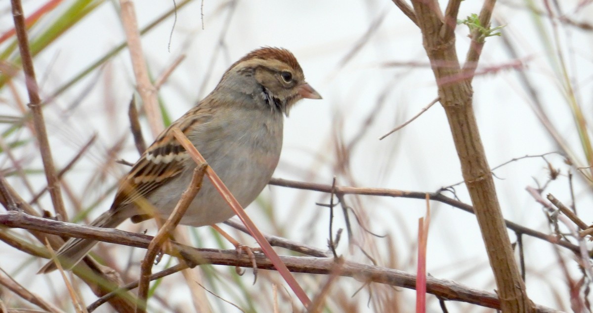 Chipping Sparrow - ML646801438