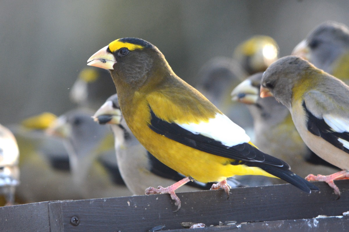 Evening Grosbeak - ML646801440