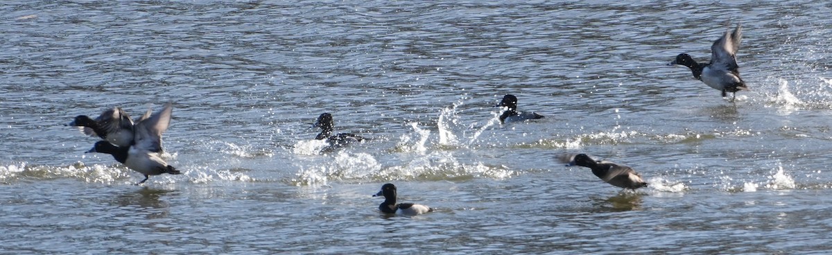 Ring-necked Duck - ML646801443