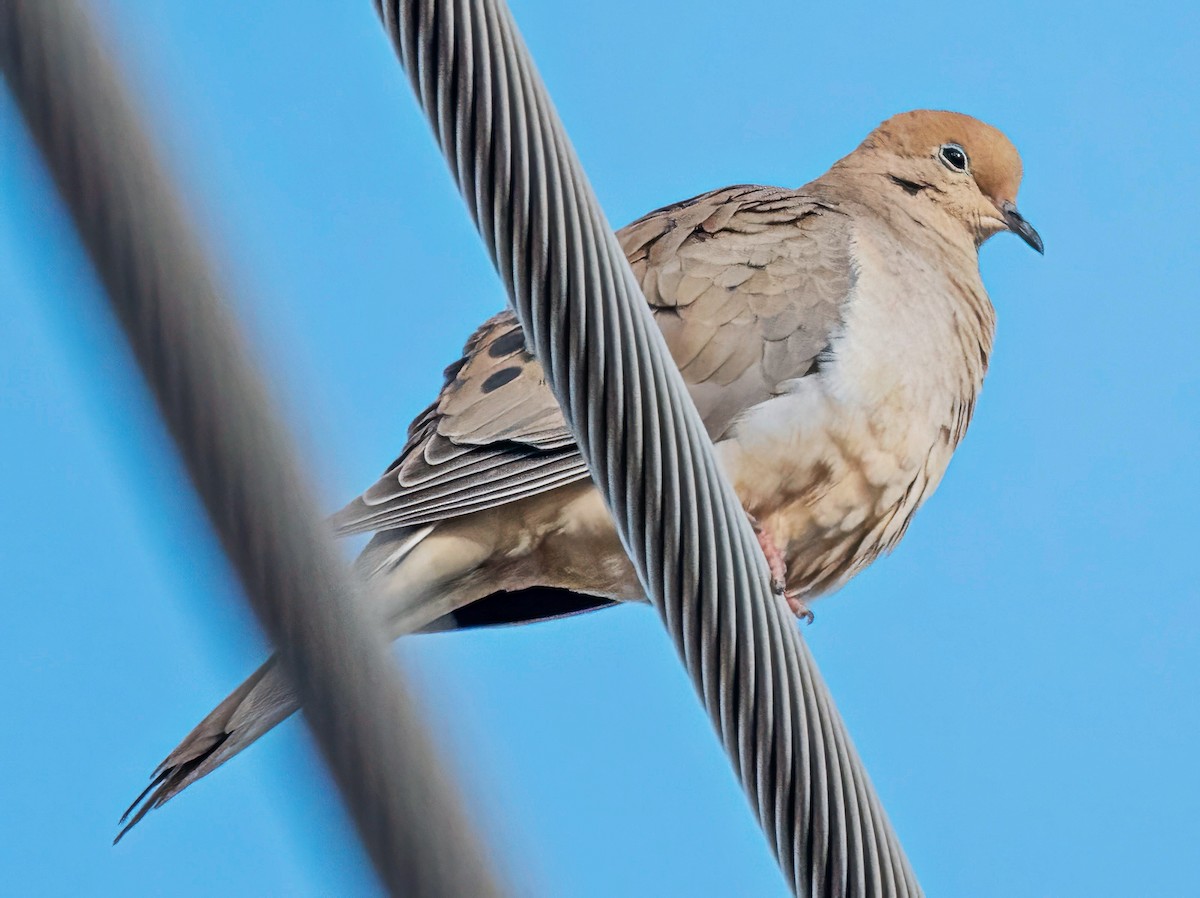 Mourning Dove - ML646801444