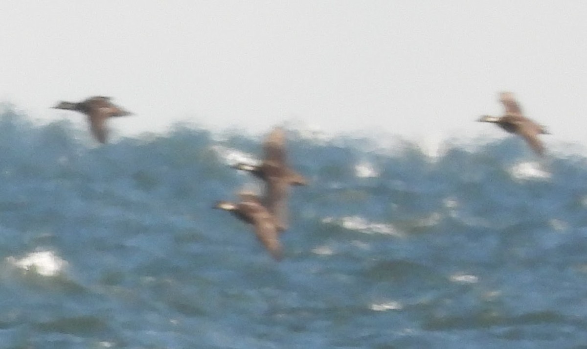 Pazifiktrauerente - ML646801448