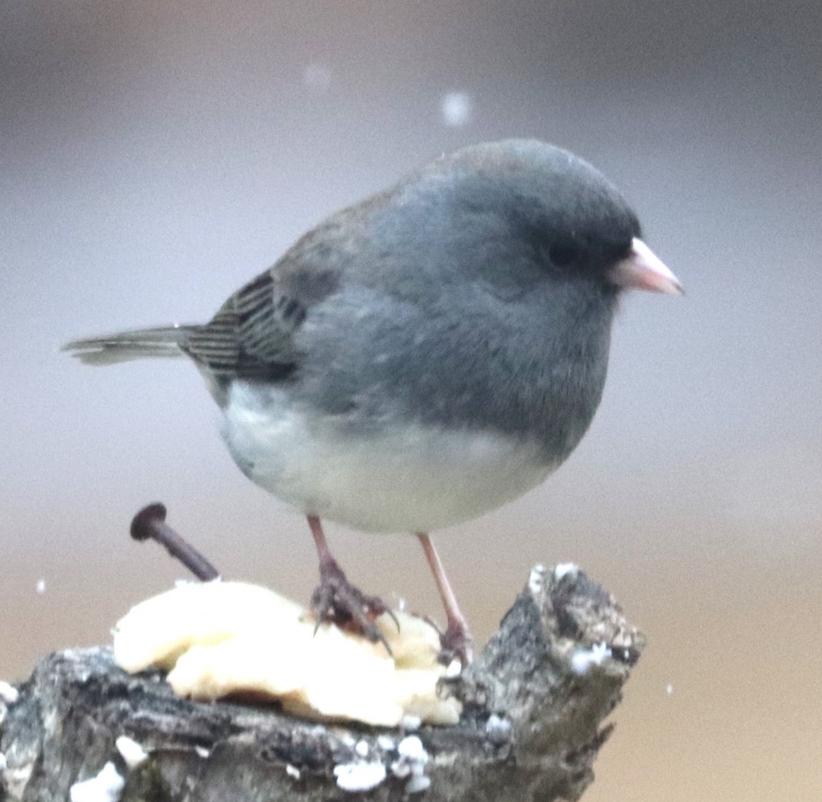 Junco ardoisé - ML646801452