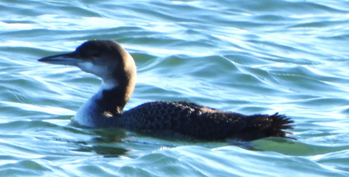 Common Loon - ML646801453
