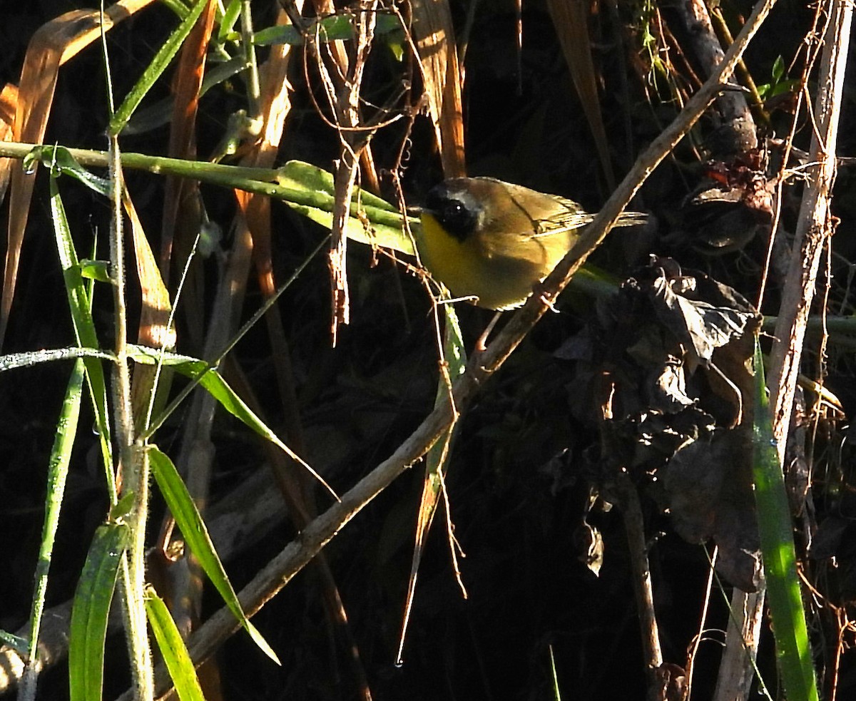 Жовтогорлик північний - ML646801458