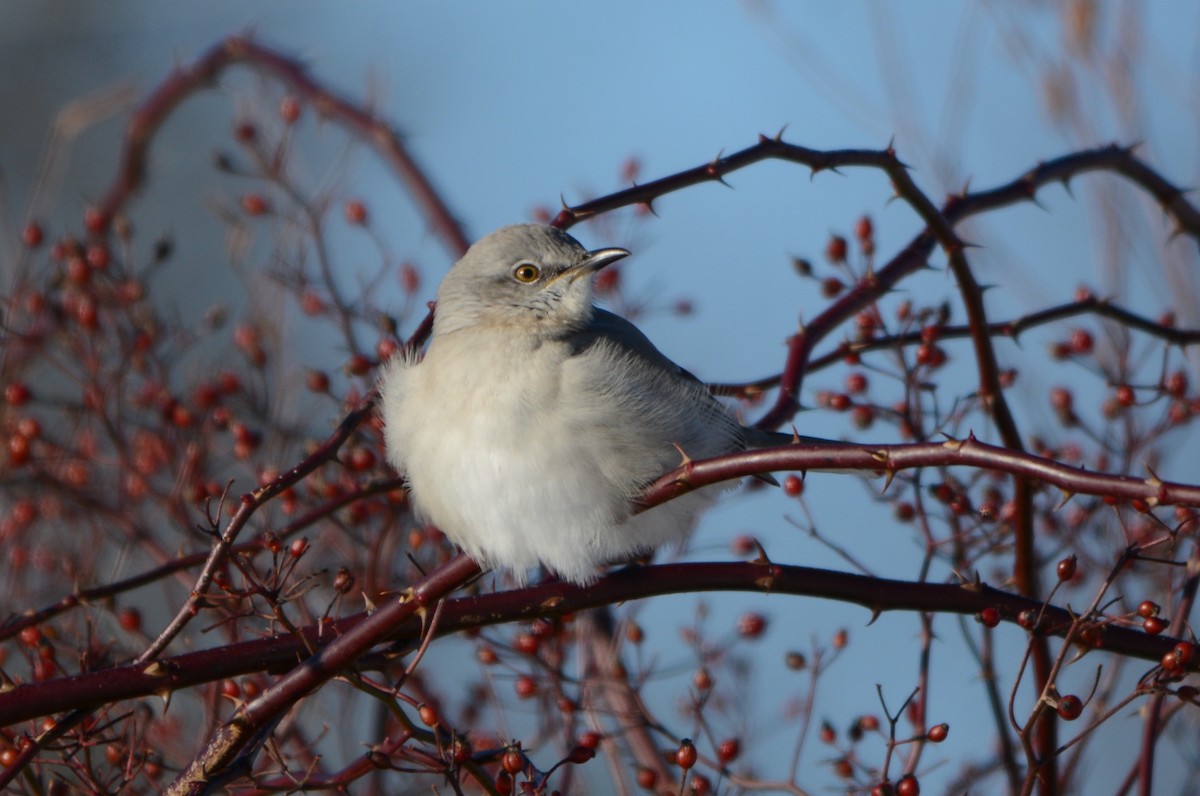 Northern Mockingbird - ML646801459