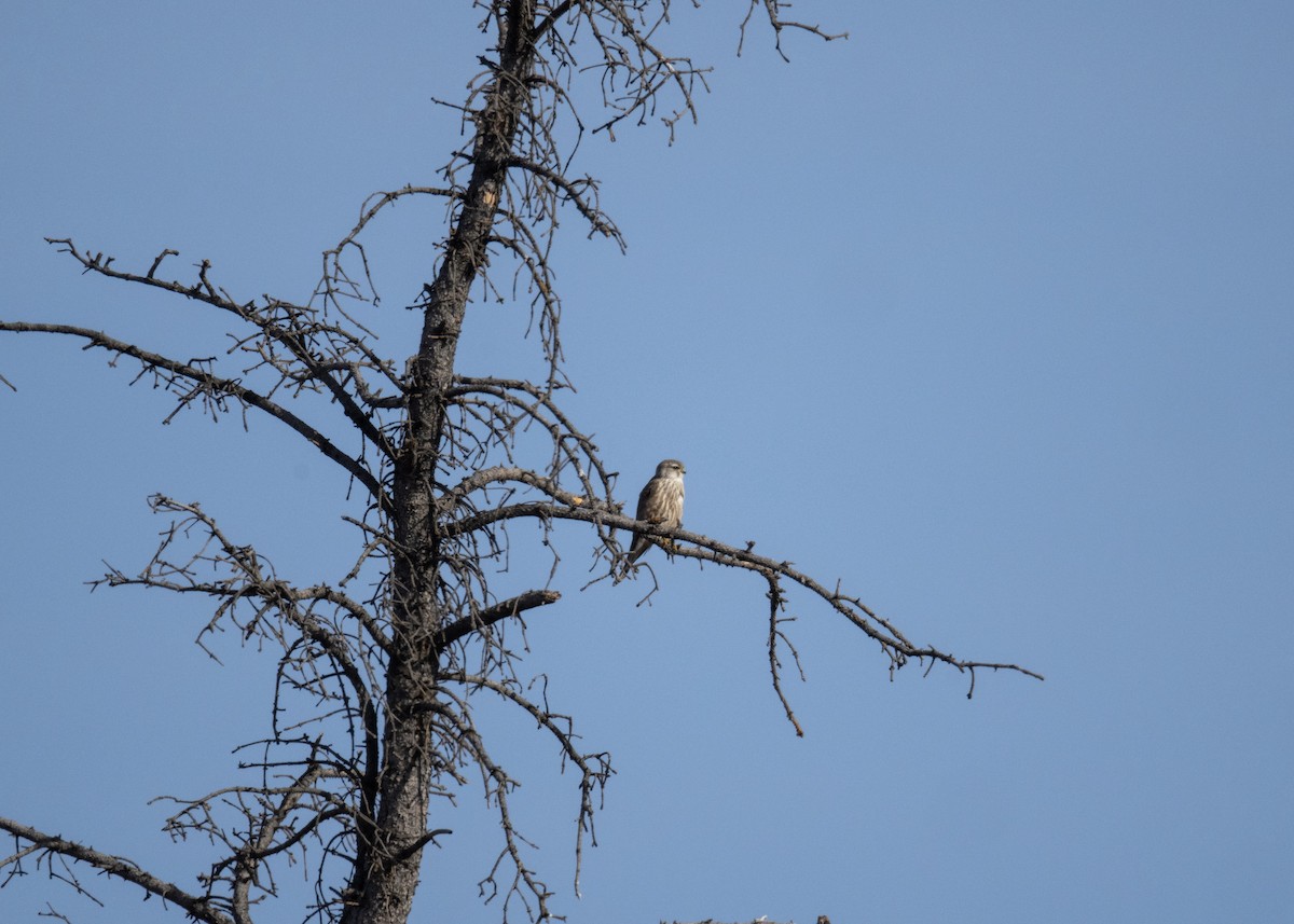 Boz Doğan - ML646801460