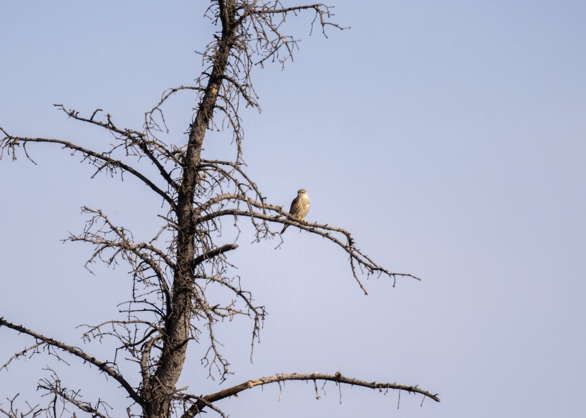 Boz Doğan - ML646801461