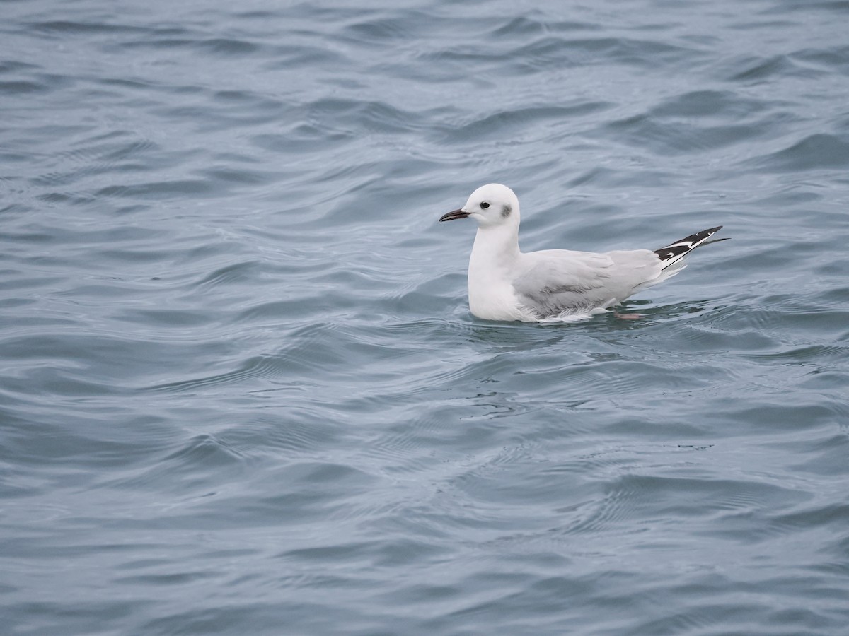 Bonaparte's Gull - ML646801462