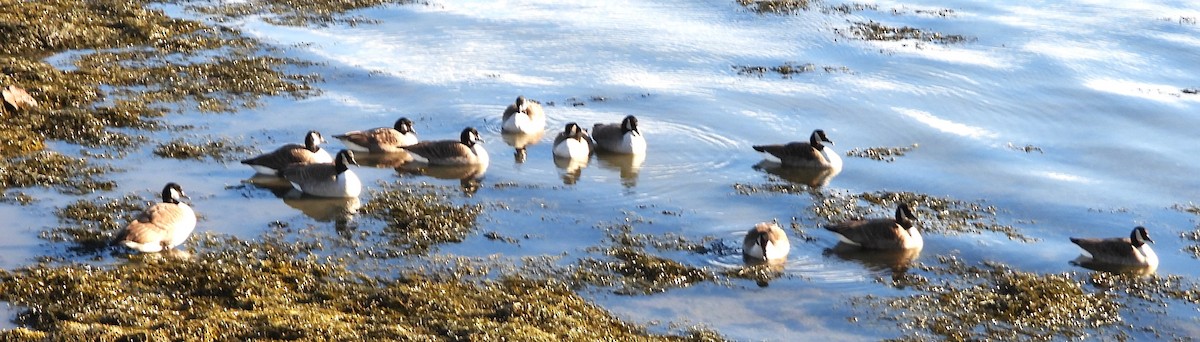 Canada Goose - ML646801463