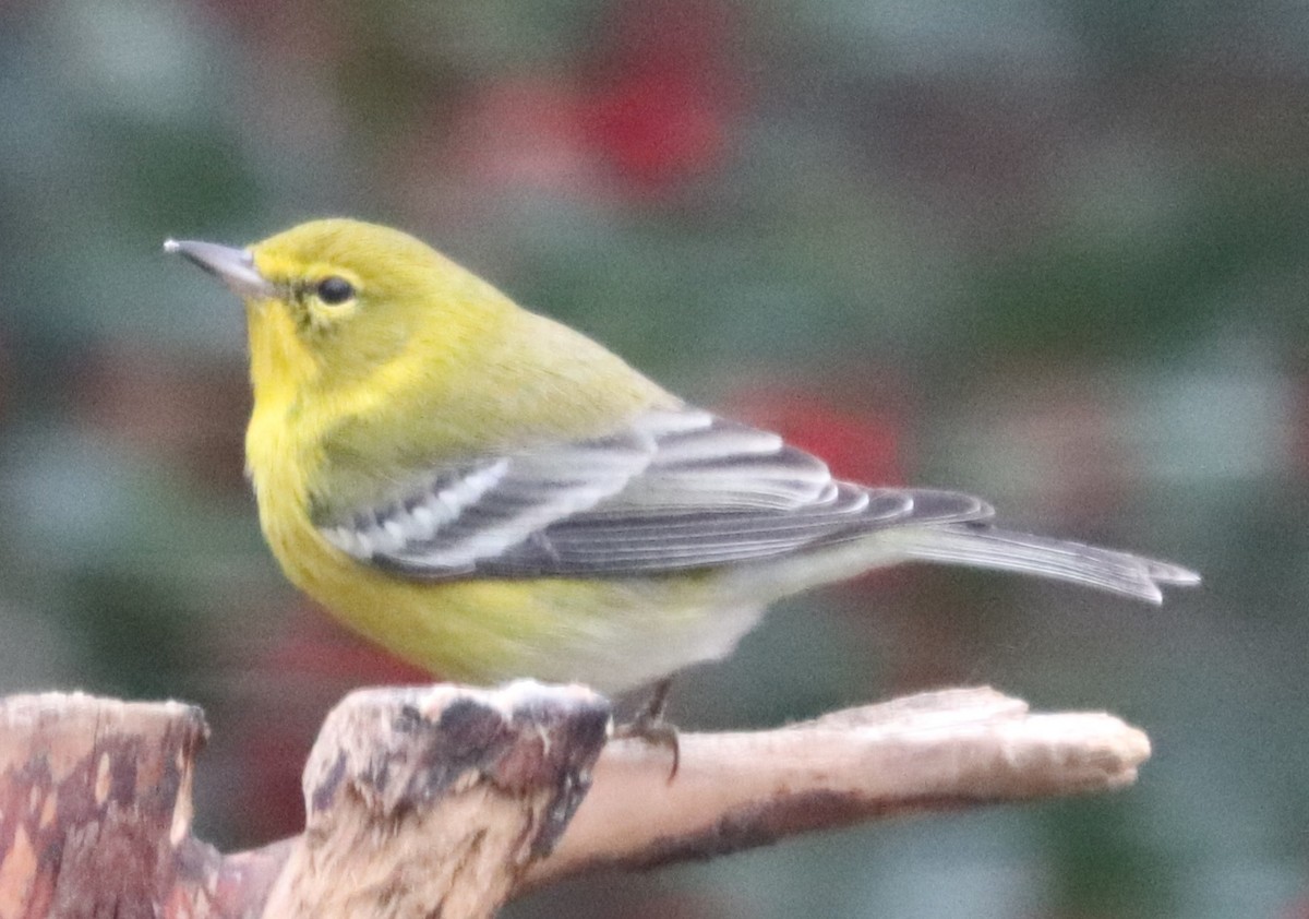 Pine Warbler - ML646801464