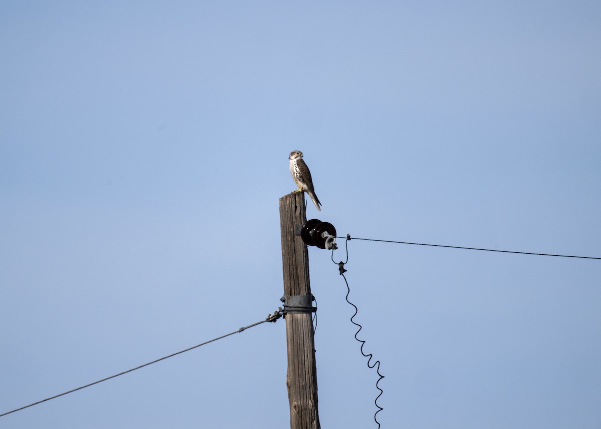 Çayır Doğanı - ML646801466