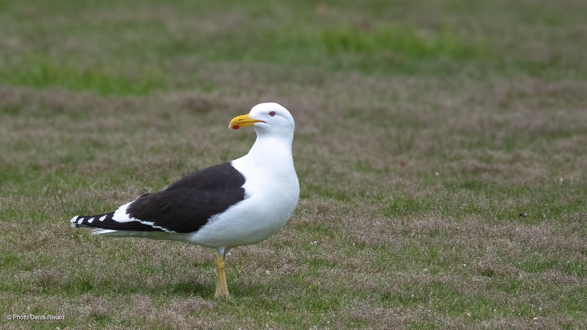 Dominikanermöwe - ML646801469