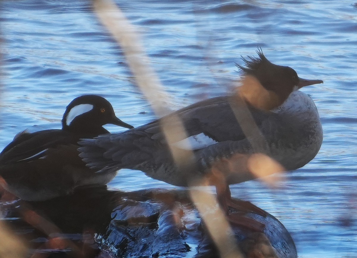 Common Merganser - ML646801470