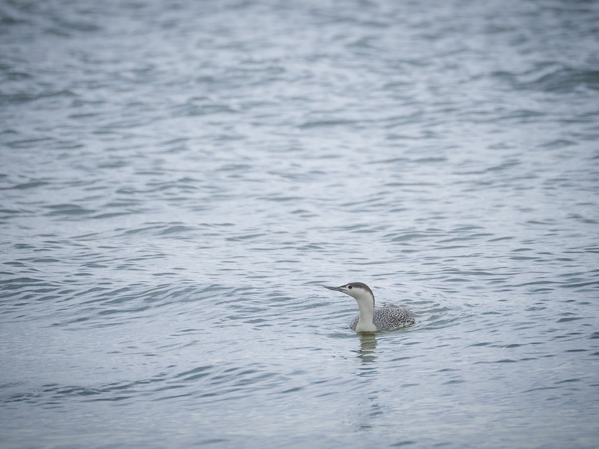 Red-throated Loon - ML646801473