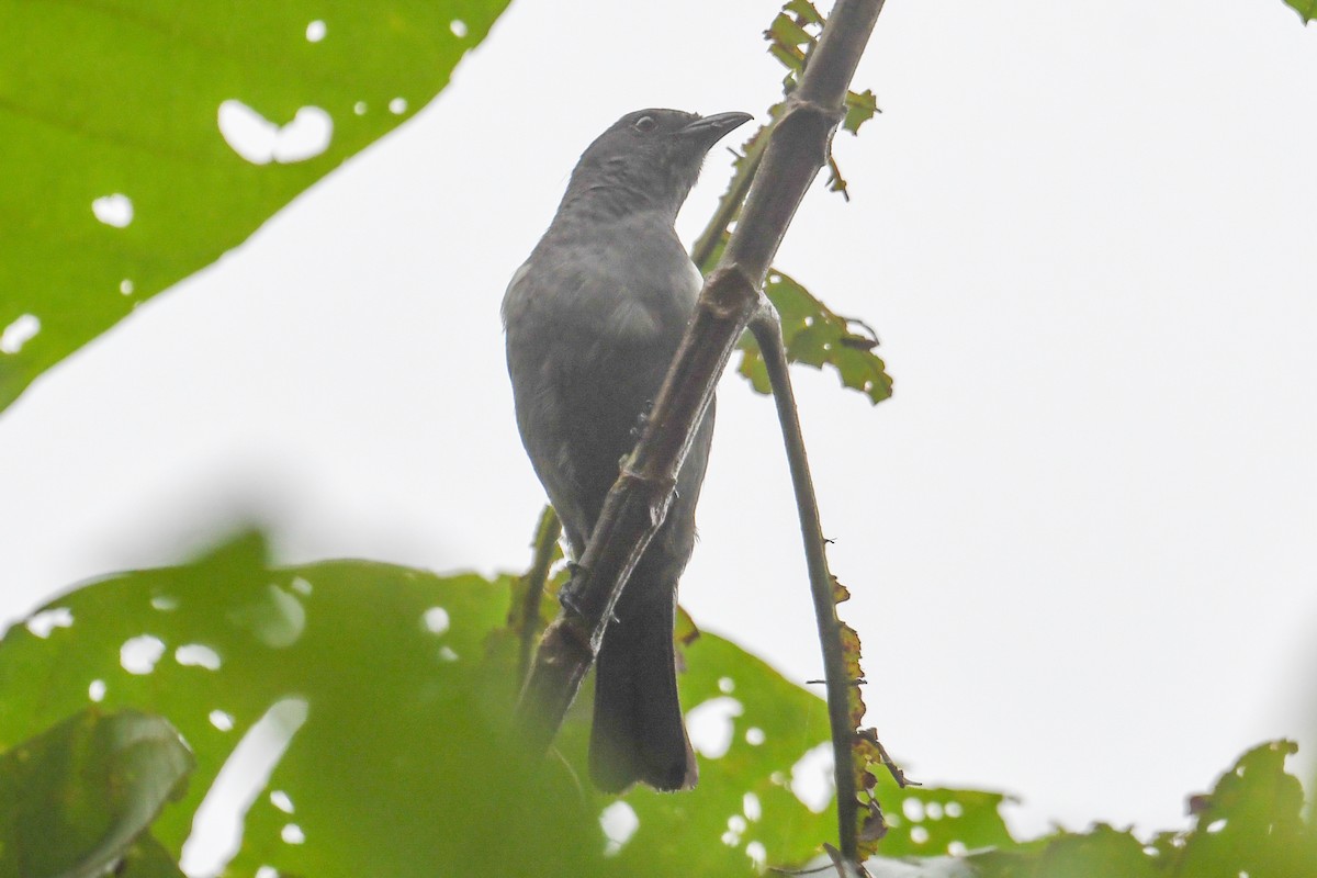 Sulphur-rumped Tanager - ML646801474